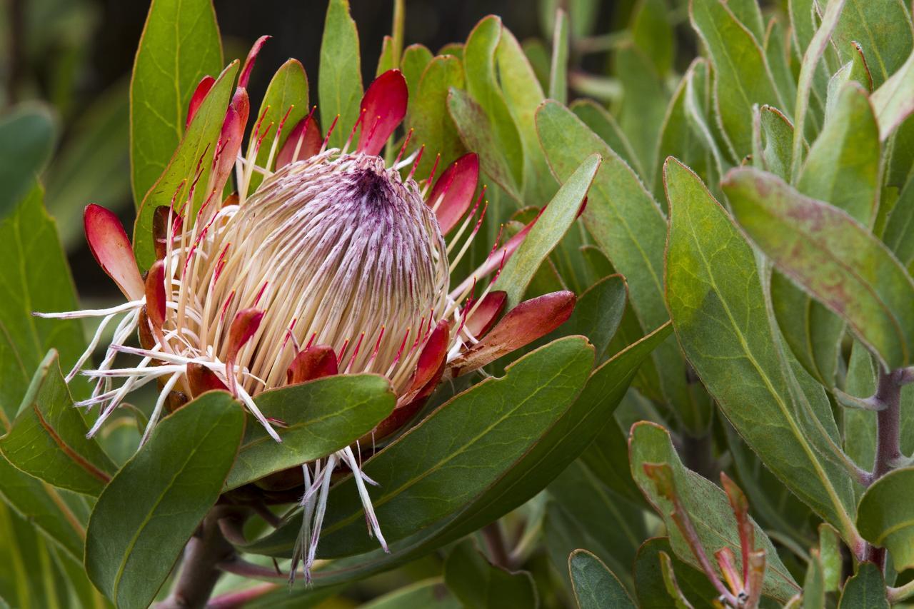 Gourikwa Coastal Nature Reserve Gouritzmond Buitenkant foto