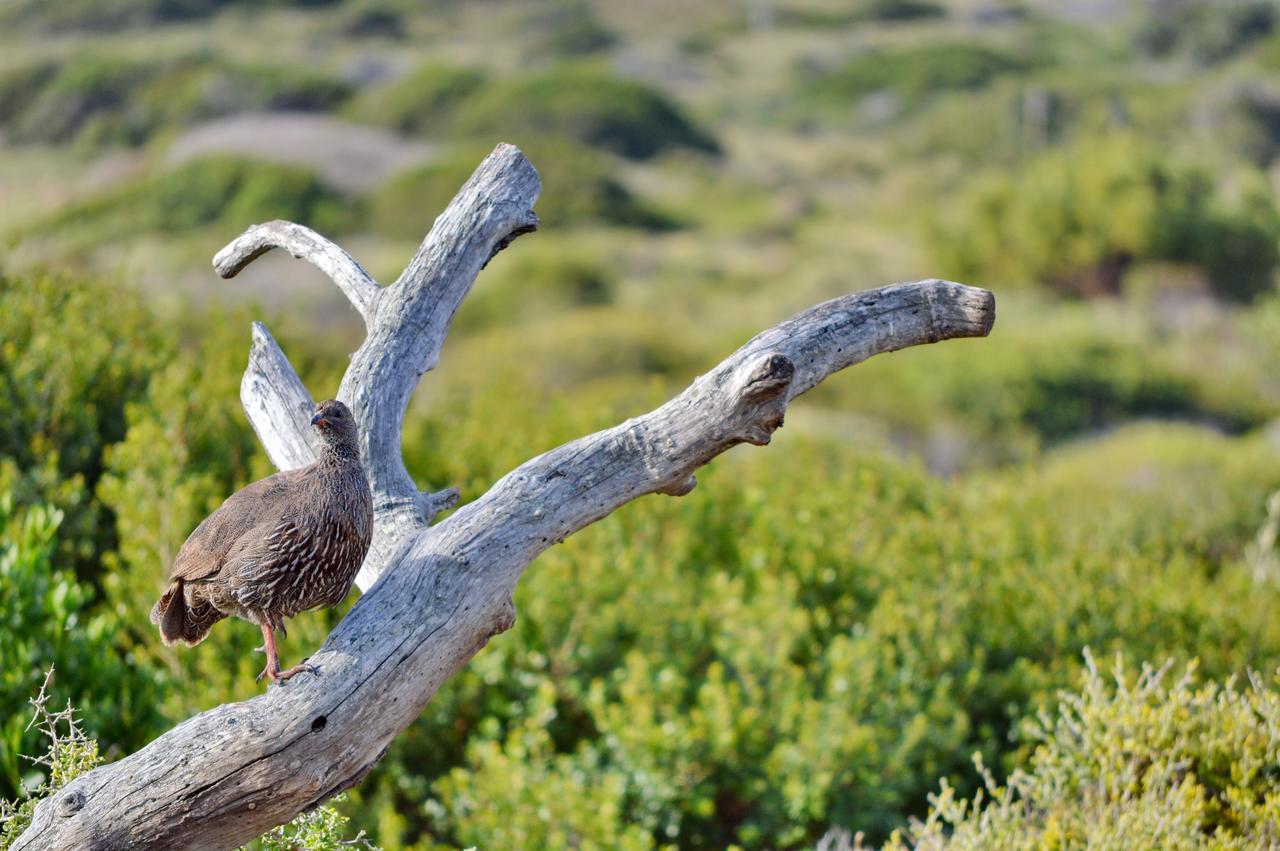 Gourikwa Coastal Nature Reserve Gouritzmond Buitenkant foto